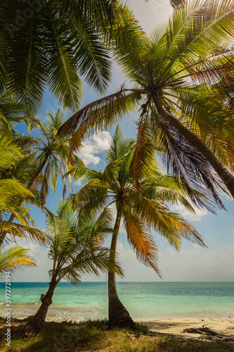Palm trees on a beautiful beach © Sabine