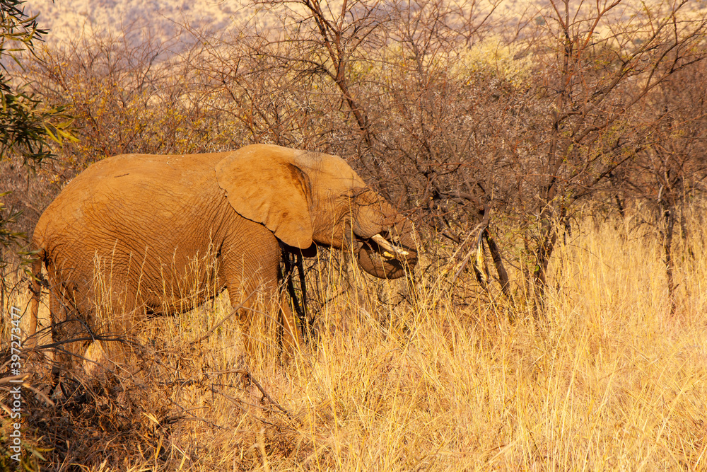Fototapeta premium Afrikanischer Elefant