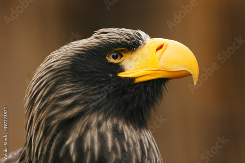Steller's sea eagle (Haliaeetus pelagicus) head close up