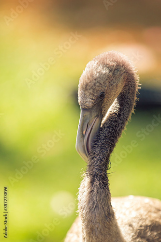 Juvenile Flamingo