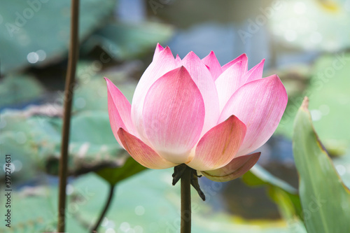 Pink Lotus Flower Blooming Among Lush Leaves In Pond Under Bright Summer Sunshine  It Is A Tree Species That Is Regarded As Your Well-Being Symbol.