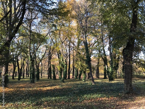 Photography Forest park in Autumn ,Budapest