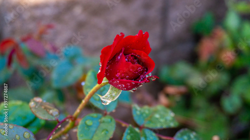 single red rose in the garden
