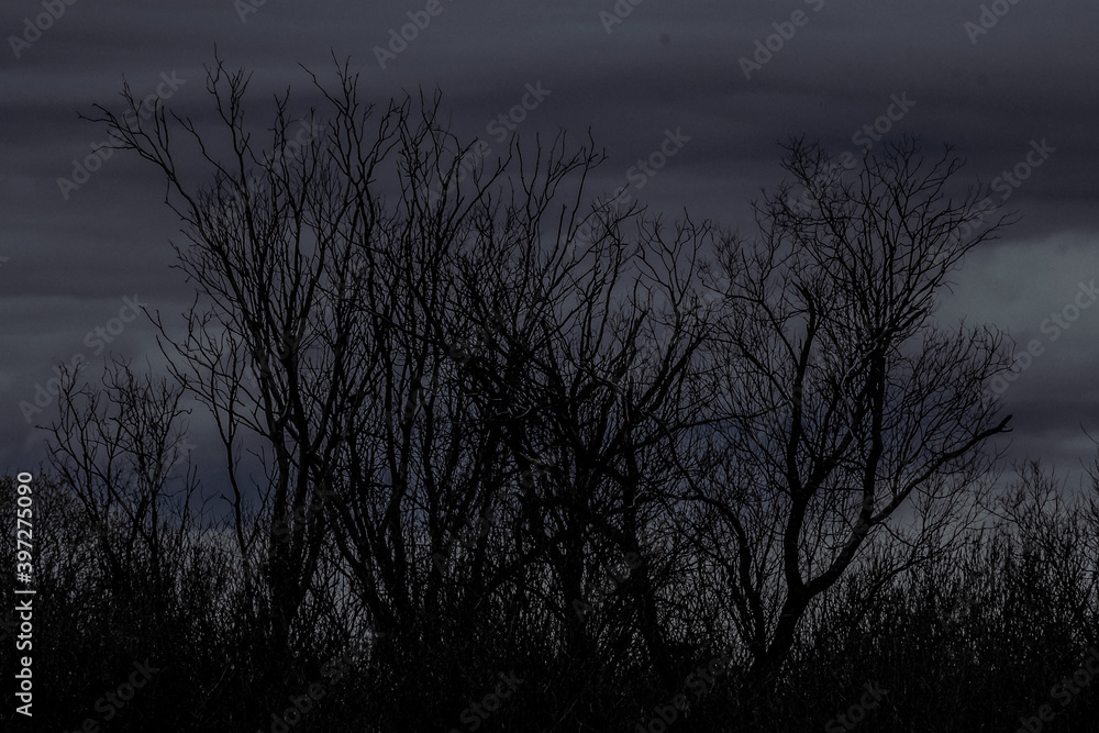 Fototapeta premium Night tree landscape before a thunderstorm