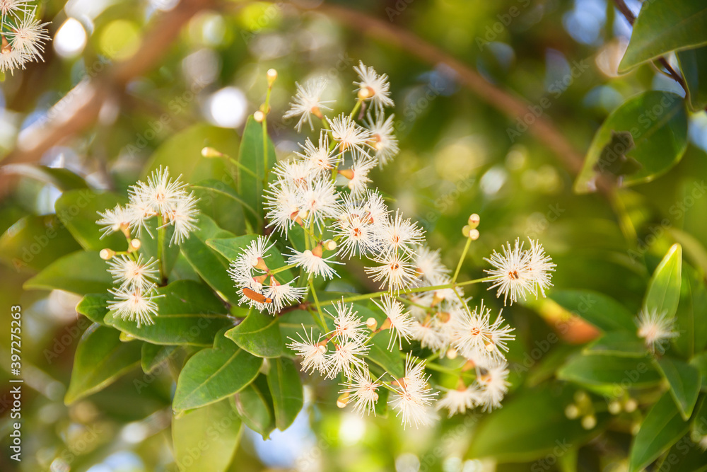 White Flower In The Sunlight, Sunny Green Day, Spring Nature, White Beautiful Flower. White Flower In The Sunlight, Sunny Green Day, Spring Nature, White Beautiful Flower.