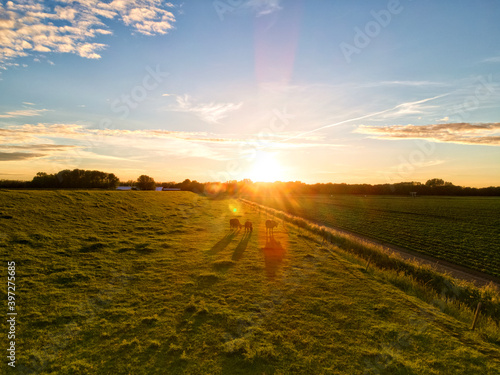 sunset over the field with cows
