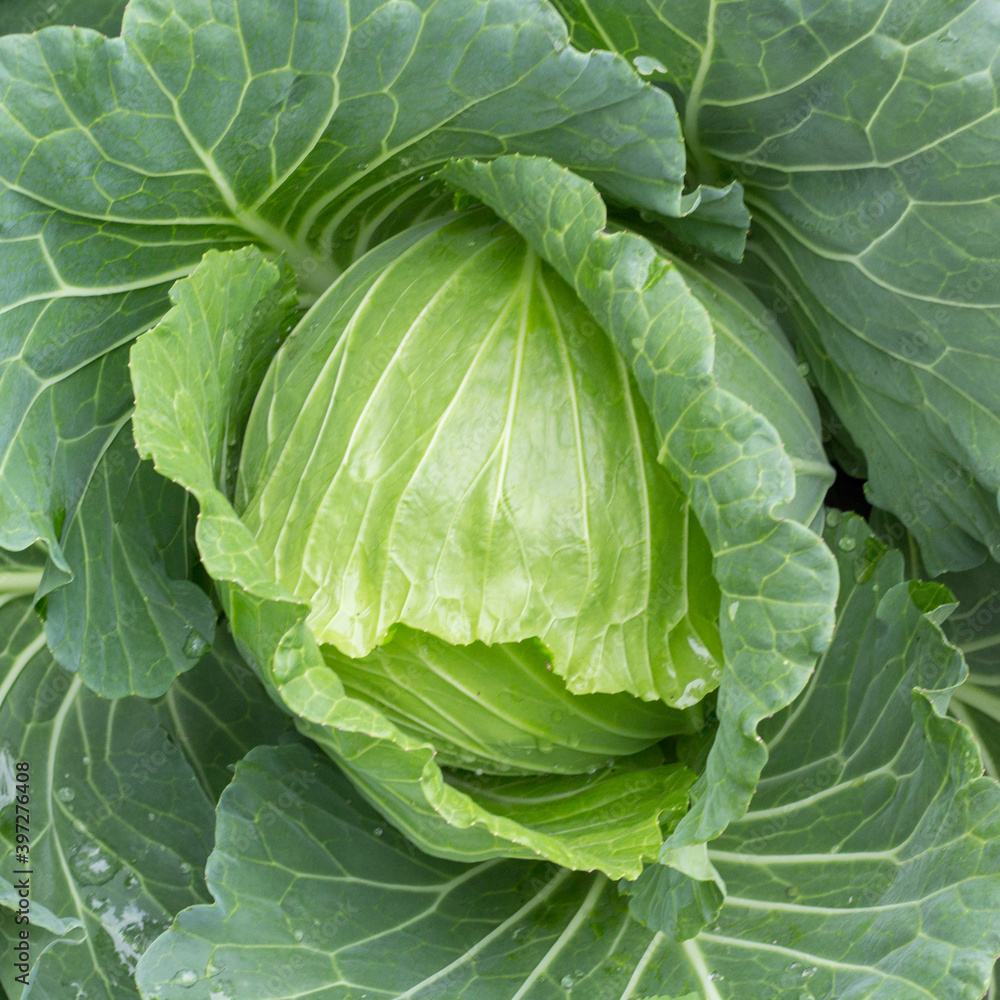 cabbage in the garden cabbage in the garden