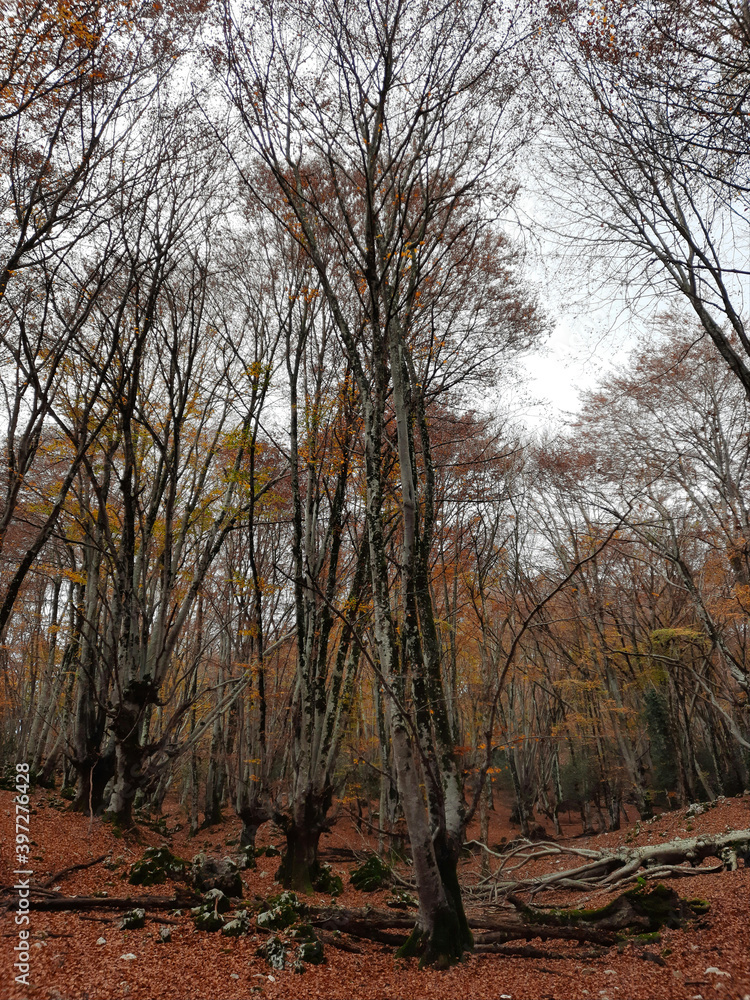 fronde di alberi spogli nel bosco autunnale