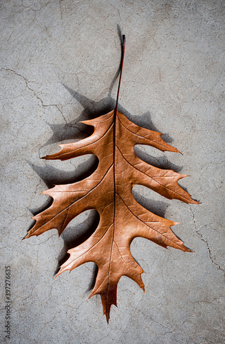 Overhead view of a brown oak leaf on a cement floor on sunny day. photo