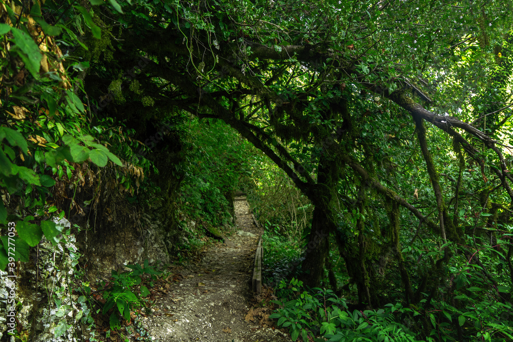 Tourist path in green forest, subtropical wood. Yew-boxwood grove, Sochi National Park, Krasnodar Territory, Russia Tourist path in green forest, subtropical wood. Yew-boxwood grove, Sochi National Park, Krasnodar Territory, Russia
