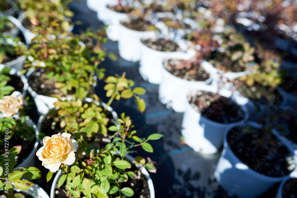 Rows of flower pots in a flower nursery Rows of flower pots in a flower nursery
