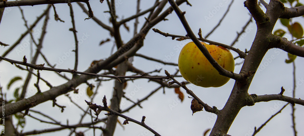 A green apple that was bitten by birds on a bare branch in autumn.