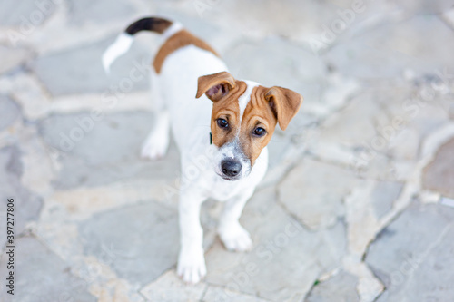 Dog walking on paving slabs, sidewalk. Puppy jack russell terrier looking up, copy space © Алина Битта