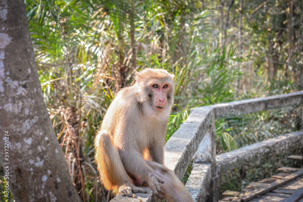 Fototapeta premium Desi monkey sitting on a bench
