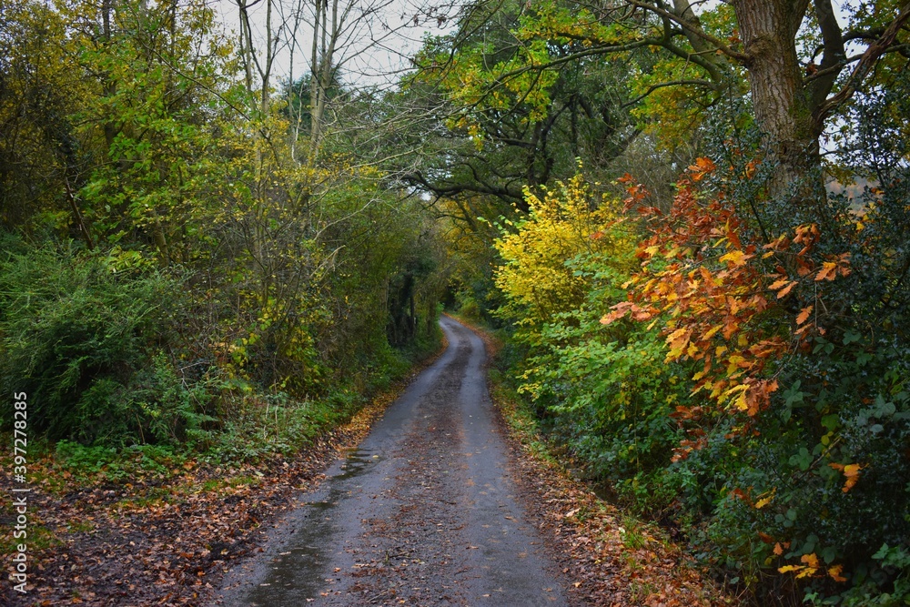 Fototapeta premium path in autumn forest