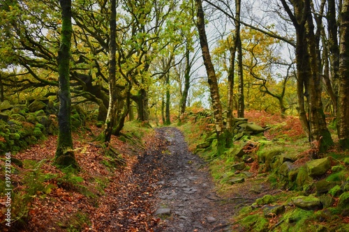 path in the woods