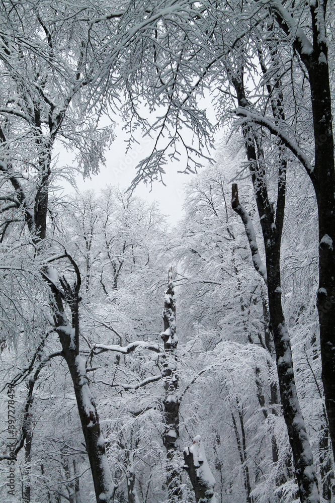 The deep forest of Sabaduri in the snowy winter. The deep forest of Sabaduri in the snowy winter.