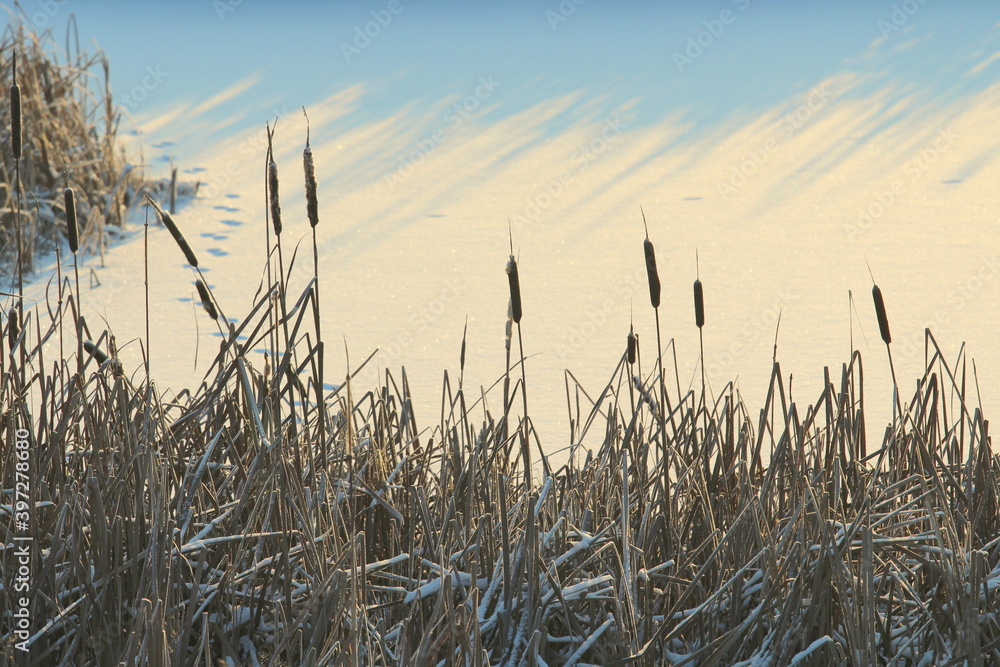 Fototapeta premium Cattail lit by the sun against the background of a snow-covered pond
