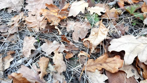 Autumn oak leaves fallen on the forest road closeup. photo