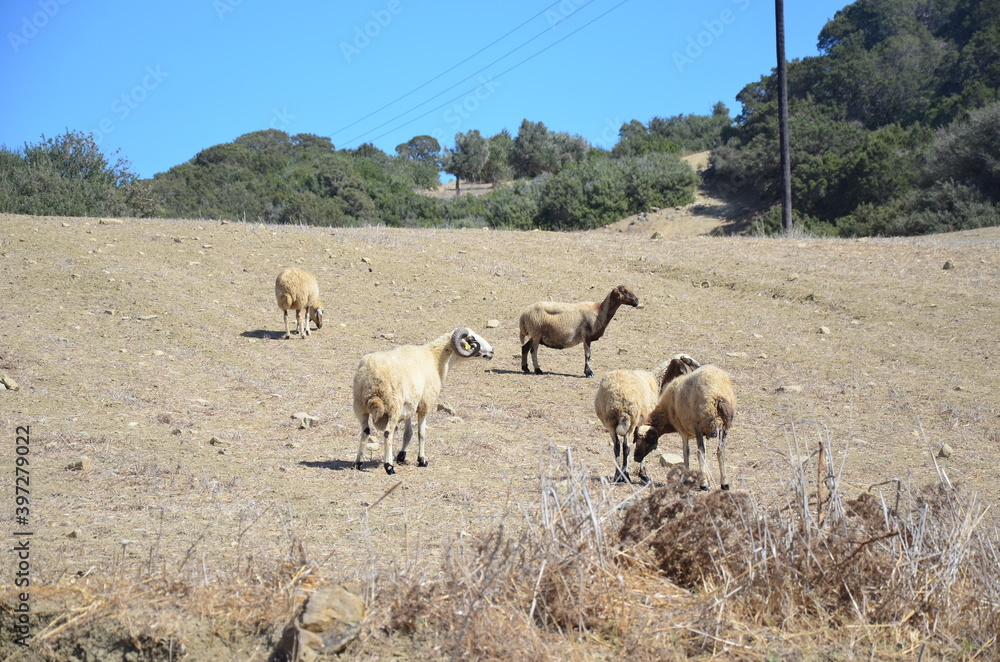 A flock of sheep grazes in the field A flock of sheep grazes in the field