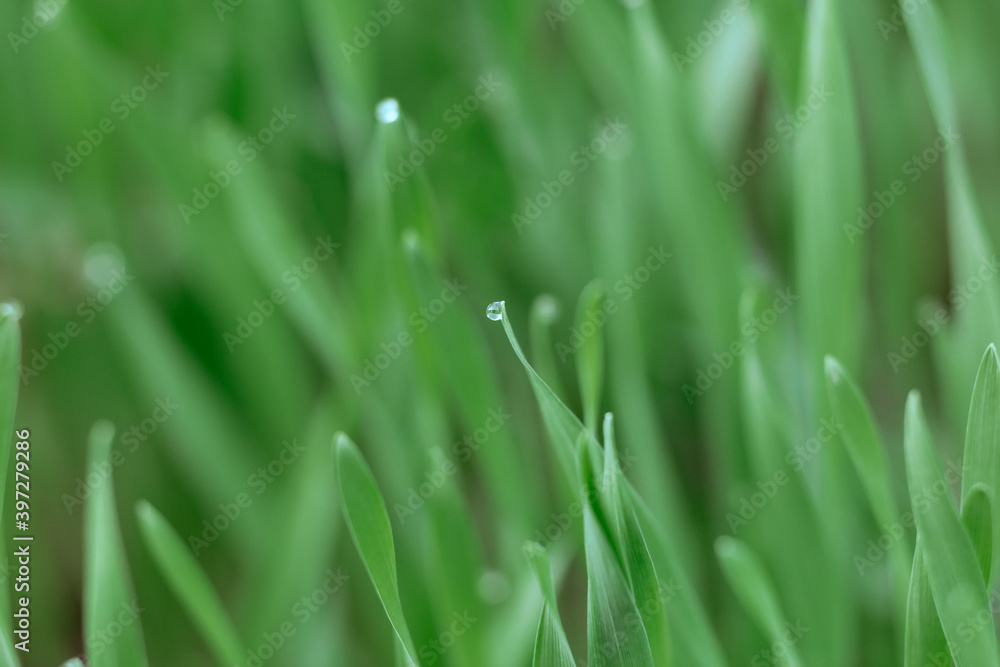 Close up of fresh thick grass with water drops in the early morning Close up of fresh thick grass with water drops in the early morning