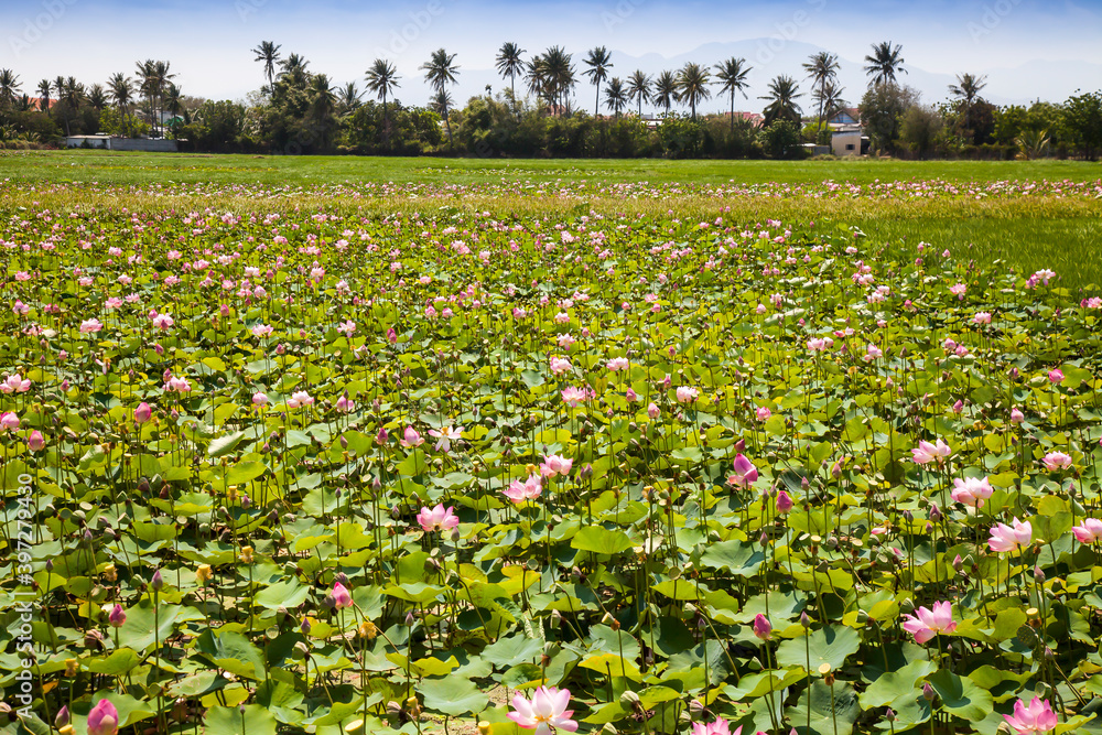 Lotus flowers (Nelumbo), Thap Cham, Ninh Thuan, Vietnam, Asia Lotus flowers (Nelumbo), Thap Cham, Ninh Thuan, Vietnam, Asia