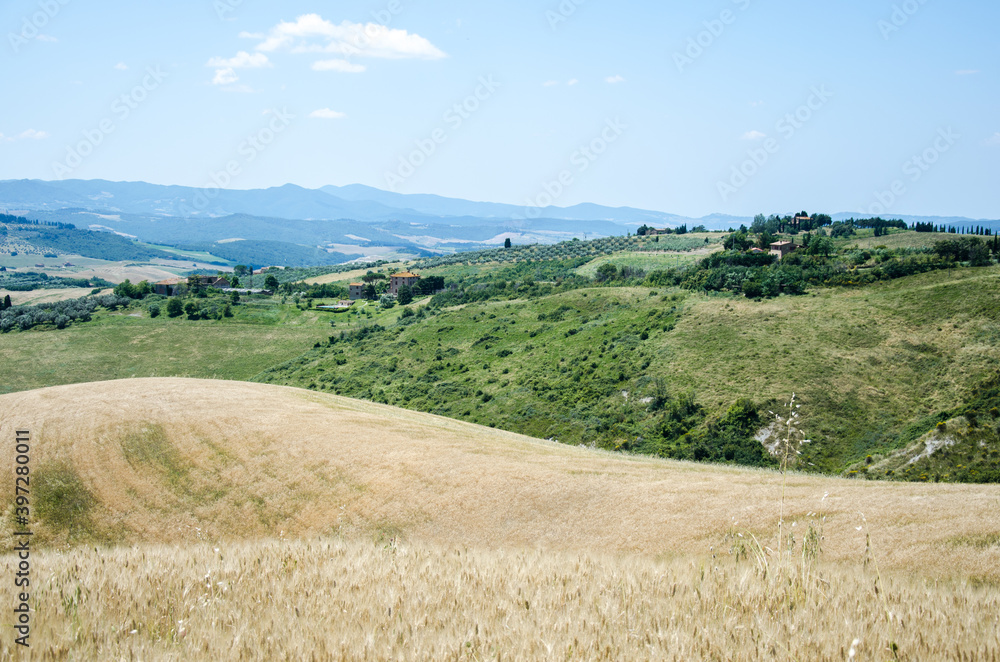Tuscany wheat field and beautiful landscape. Italy.