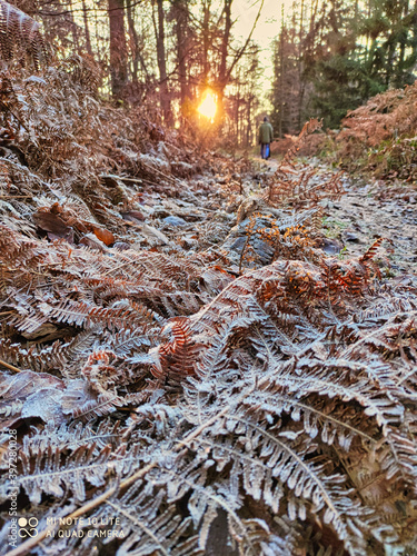 Sonnenuntergang mit Eis überzogenem Farn im Wald