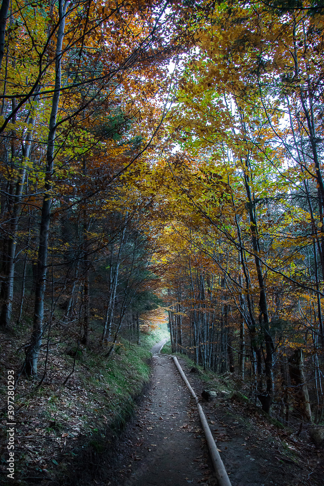 Gold autumn. Leaves falling from trees. Colorfull trees Gold autumn. Leaves falling from trees. Colorfull trees