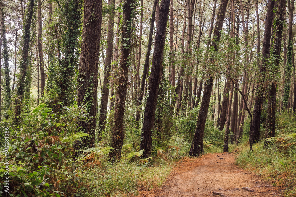 Landscape of green coniferous forest with tall trees Landscape of green coniferous forest with tall trees