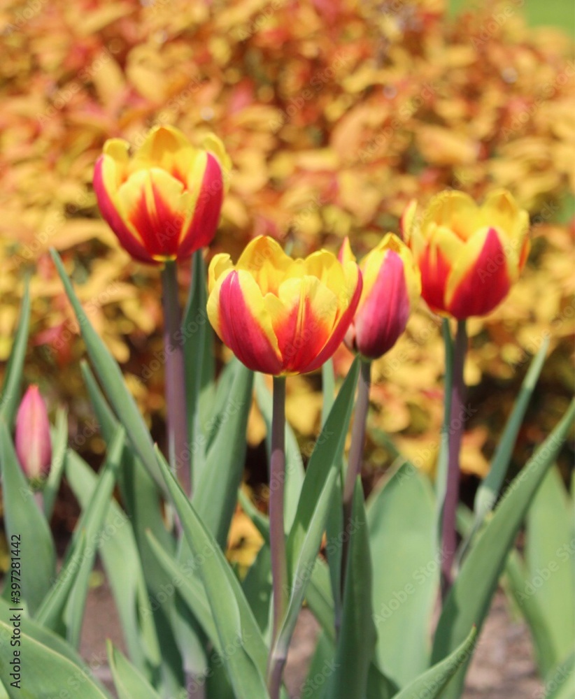 red and yellow tulip garden bloom in spring red and yellow tulip garden bloom in spring