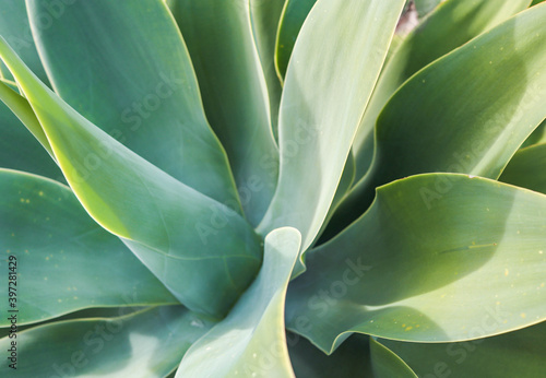 Agave Americana closeup texture and background photo