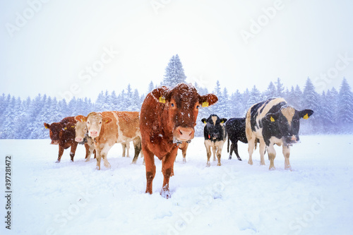 Herd of domestic cows walking on snowy field near pine forest during snowfall in winter countryside