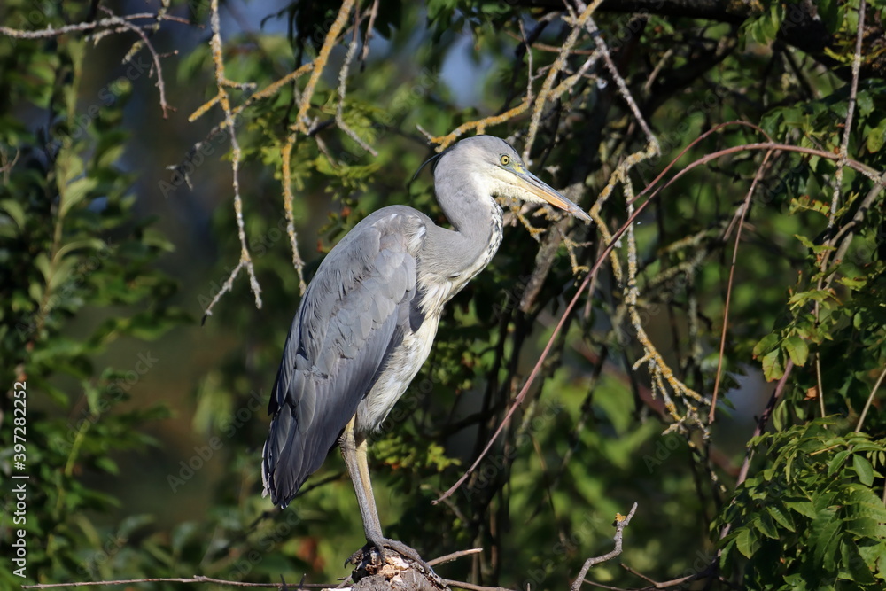 Naklejka premium Garza 