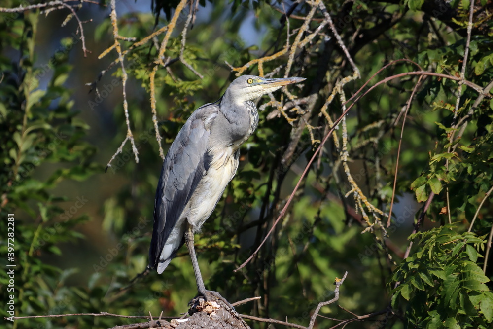 Fototapeta premium Garza 