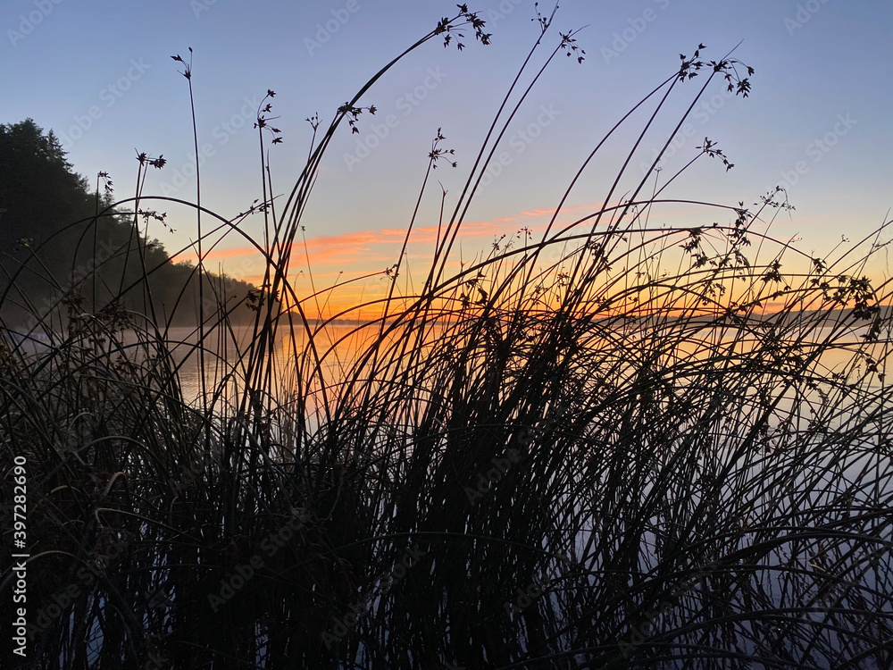 Fototapeta premium water grass and sunset over the river