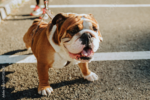 From above of funny purebred English Bulldog puppy with spotted muzzle standing on asphalt ground
