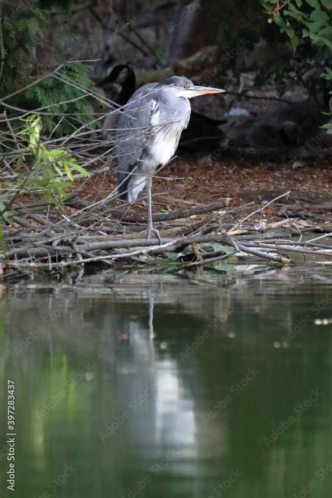 Fototapeta premium Garza 