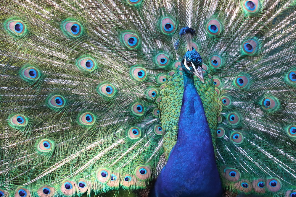 Obraz premium Retrato de un pavo real