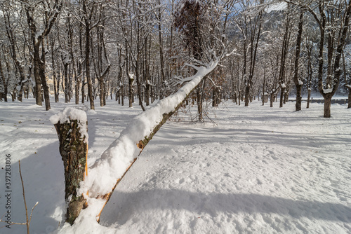 Leafless frosted trees covered with white pure snow in winter woods photo