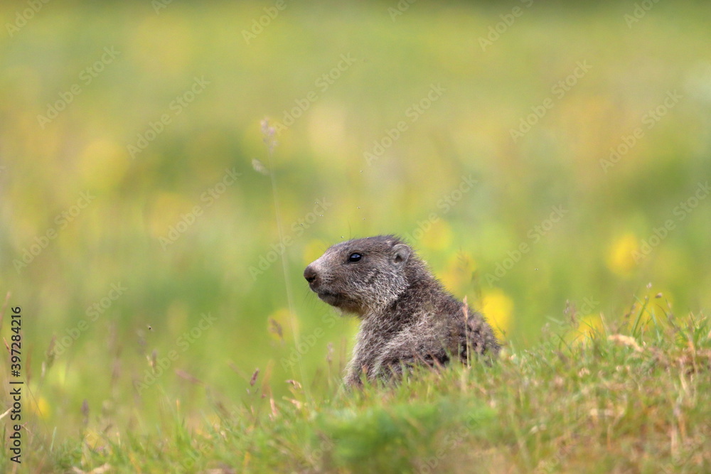 Fototapeta premium Juvenile marmot in the grass and flowers