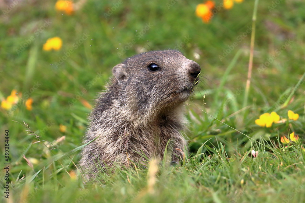 Juvenile marmot in the grass and flowers Juvenile marmot in the grass and flowers