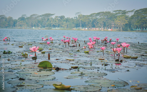 Wallpaper Mural pink water lilies Torontodigital.ca