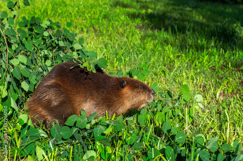 Adult Beaver (Castor canadensis) Sits in Pile of Branches Summer