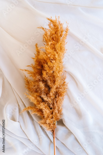 Top view of delicate pampas sprig of dried plant placed on soft piece of fabric photo