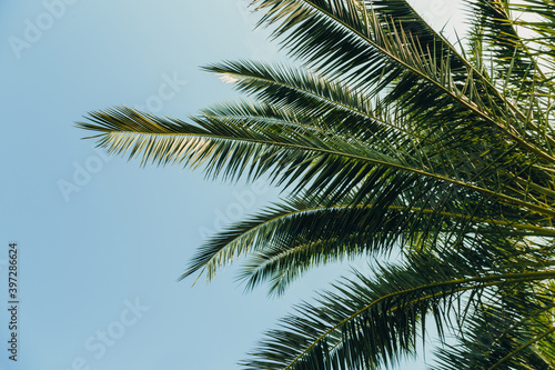 Tropical jungle  palm leaves on a sunny day  sky.