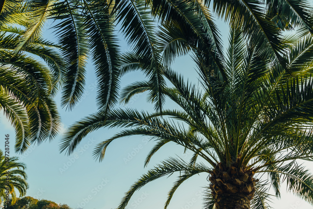 Tropical jungle, palm leaves on a sunny day, sky. Tropical jungle, palm leaves on a sunny day, sky.