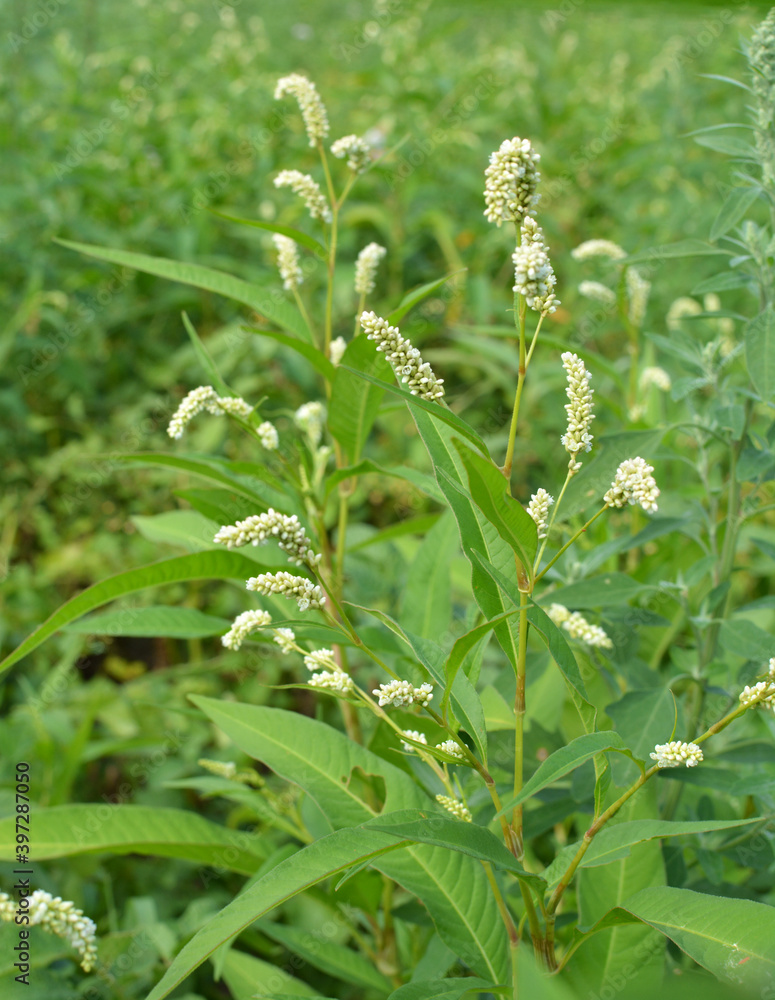 Weeds of Persicaria lapathifolia grow in the field Weeds of Persicaria lapathifolia grow in the field