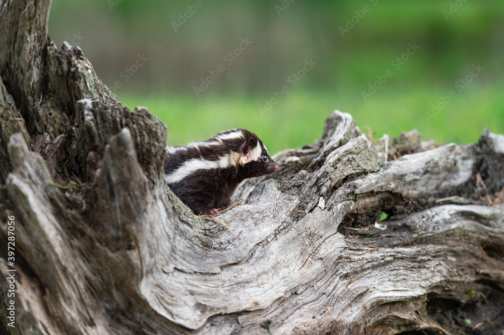 Eastern Spotted Skunk (Spilogale putorius) Looks Right From Atop Log Summer Eastern Spotted Skunk (Spilogale putorius) Looks Right From Atop Log Summer