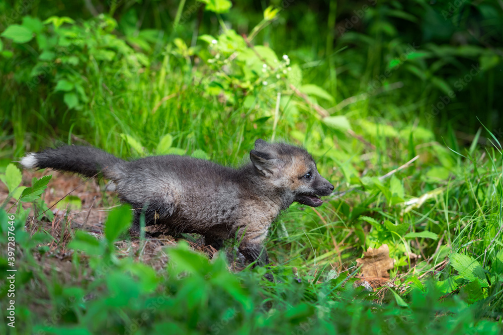 Red Fox (Vulpes vulpes) Kit Runs Right Through Grass Summer Red Fox (Vulpes vulpes) Kit Runs Right Through Grass Summer